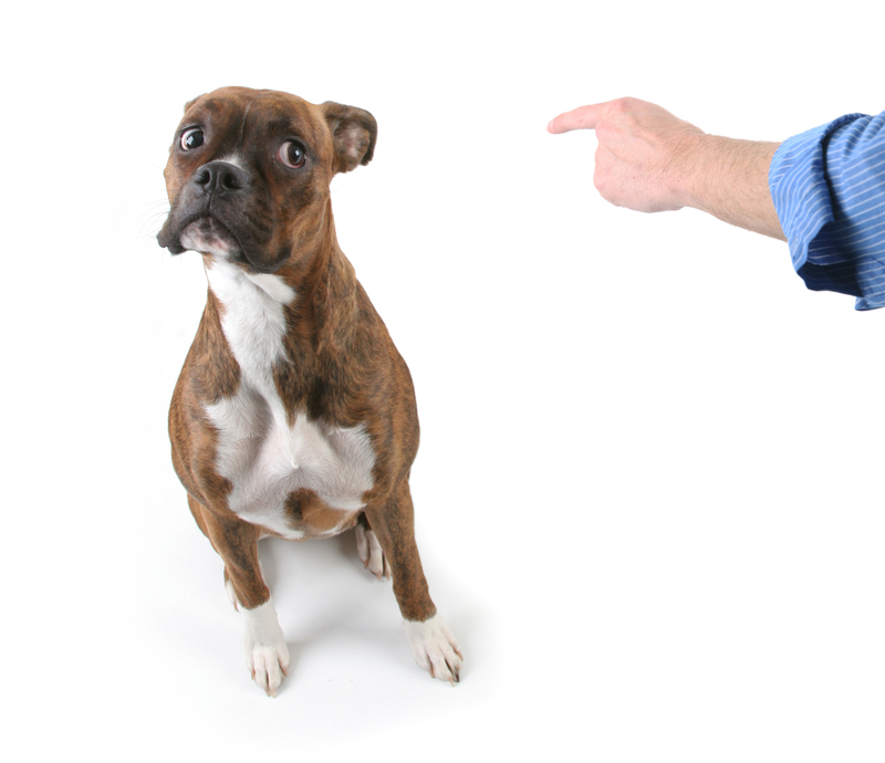 Rubbish clearance garden waste